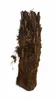 Baumfarn Dicksonia antarctica 70–80 cm | Kahler Stamm | Produktbild-Vorschau 5