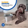 Vulpes Goods Ecuelle d'eau pour chiens, 3L anti-fuite Voir les images du produit 4