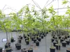 Esskastanie Castanea sativa 180 cm  Kastanie Kastanienbaum Produktbild-Vorschau 3