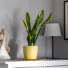 A yellow plant pot with a snake plant sits on a white surface next to an angel figurine and a lamp. Náhled obrázku produktu