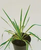 Yucca filamentosa 'Bright Edge', Palmlilie, gelb-grün, Produktbild-Vorschau 4