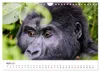 UGANDA - Berggorillas & Chimps (Wandkalender 2027 DIN A4 Produktbild-Vorschau 7