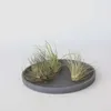 Oplątwa - 6 szt - Tillandsia - Wysokość 5-15cm - ⌀5cm Podgląd zdjęcia produktu 4