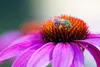 Stauden Gänge 3 x Echinacea purpurea ‚PowWow Wild Berry' - Produktbild-Vorschau 6