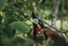 A hand is using pruning shears to trim a tree branch. Produktbild-Vorschau