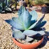 Semena Agave Titanota 'Blue' - balení 5 ks - Exotická Náhled obrázku produktu 5