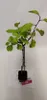 A small potted plant with green leaves and dark stems against a white background. Produktbild-Vorschau