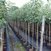 Apfelbaum `Gravensteiner´ - Halbstamm, 160-180cm im Produktbild-Vorschau 2