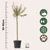 Schweizer Zwergweide - 2 Stk - Salix integra 'Flamingo' - Produktbild-Vorschau 2