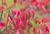 Euonymus alatus, Flügel-Spindelstrauch, 40–60 cm, leuchtend Produktbild-Vorschau 7