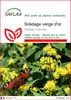 SAFLAX  - Solidage verge d'or - 100 graines - Solidago Voir les images du produit 1