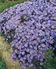 Kissen-Aster, im Topf - Aster dumosus, hellblau Produktbild-Vorschau 4