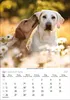 Korsch Kalender 2027: Hunde – Mit wechselnden Tiermotiven Produktbild-Vorschau 9