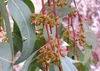 SAFLAX - Red River - Eukaliptus - 200 Nasiona - Eucalyptus Podgląd zdjęcia produktu 5