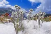 SAFLAX - Edelweiss - Leontopodium alpinum - 500 Samen Produktbild-Vorschau 7