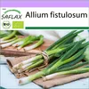 SAFLAX - BIO - Jarná cibuľka - Japonská Ishikura - Allium Náhľad obrázku produktu 10