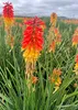 Stauden Gänge 5 x Kniphofia 'Papaya Popsicle' - Fackellilie Produktbild-Vorschau 6