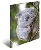HERMA Sammelmappe A4 Glossy Koala Polypropylen Voir les images du produit 1