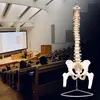 Anatomický model lidské páteře s pánví a stehenní kostí v Náhled obrázku produktu 5