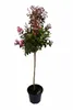Lagerstroemia 'Rhapsodie in Pink' - Stämmchen - 140–150 cm Produktbild-Vorschau 2