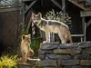 Der Wolf und der Löwe Náhľad obrázku produktu 6