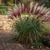 Stauden Gänge 1 x Miscanthus sinensis 'Rotsilber' - Rotes Produktbild-Vorschau 1