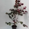 Haselnuss Maxima purpurea, sehr schönes rotes Laub, als Produktbild-Vorschau 1