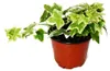 Hedera helix, 3er Set, Efeu, weißbuntes Laub, 9cm Topf Produktbild-Vorschau 3