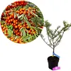 Hippophae rhamnoides 'Hergo', argousier, femelle, pot de 3 Voir les images du produit 1