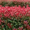 Photinia fraseri Carré Rouge - zestaw 6 roslin do Podgląd zdjęcia produktu 1