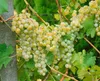 Close-up of white grapes on a vine. Produktbild-Vorschau