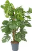 Monstera dziurawa - Monstera deliciosa - Wysokość 120-130cm Podgląd zdjęcia produktu 1