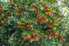 Set de 4 fraisiers - Arbutus unedo 'Cobra' - Hauteur 35cm - Voir les images du produit 4