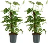 Bloomique - 2er-Set - Monstera Adansonii mit Moosstab - Produktbild-Vorschau 1