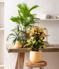 Dehner Ananas, mit essbarer Frucht, ca. 30-40 cm, Ø Topf 12 Produktbild-Vorschau 2