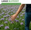 Phacelia Bienenfreund Samen 3 g - Phacelia tanacetifolia - Produktbild-Vorschau 4