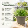 Pflanztopf Fiona Taupe Ø 25cm - Frostsicher & UV-Beständig Produktbild-Vorschau 8