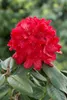Rhododendron Hybr. 'Lagerfeuer', leuchtend rot, 30–40 cm Produktbild-Vorschau 2