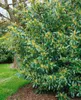Prunus laurocerasus 'Herbergii', Kirschlorbeer, immergrün, Produktbild-Vorschau 5