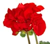 Geranien stehend - Pelargonium zonale - 12cm Topf - Set mit Produktbild-Vorschau 3
