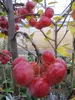 Malus Red Sentinel - Zierapfel Red Sentinel - 120 Produktbild-Vorschau 3