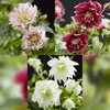 GreenboutiQ - Gartenpflanze - Lentenrose - Helleborus Produktbild-Vorschau 5