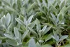 SAFLAX  -- Salvia - 60 semi - Con substrato - Salvia Anteprima dell’immagine prodotto 5