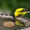 Vogeltränke Kupferscheibe, Reinigungsscheibe für Vogelbäder Produktbild-Vorschau 4