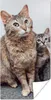 MuchoWow® Poster Katze - Kätzchen - Fell 60x120 cm - Produktbild-Vorschau 1