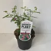 Indigofera heterantha - Himalaya-Indigostrauch | 40-50 cm Produktbild-Vorschau 2