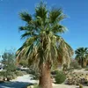 Washingtonia Filibusta - 10 ks semen - Mrazuvzdorná do -10 Náhled obrázku produktu 6