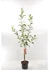 Malus Domestica Coxs Orange Pippin 100-120 cm Apfelbaum -  Produktbild-Vorschau 2