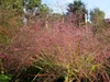 Stauden Gänge 1 x Eragrostis spectabilis im 1 Liter Topf - Produktbild-Vorschau 2