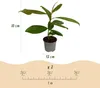 GreenboutiQ - Gartenpflanze - Magnolia grandiflora - Blüte Produktbild-Vorschau 3